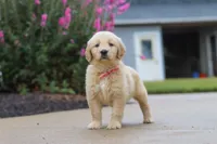 Ellie, a female Golden Retriever for sale in Baltic, OH – 6 of 7