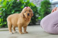 Fern, a female Golden Retriever for sale in Baltic, OH – 5 of 7