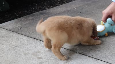 Bear, a male Golden Retriever for sale in Baltic, OH – 6 of 6