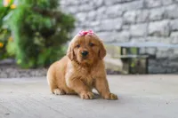 Fern, a female Golden Retriever for sale in Baltic, OH – 4 of 7