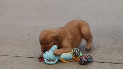 Goldie, a female Golden Retriever for sale in Baltic, OH – 6 of 6