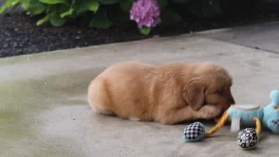 Fern, a female Golden Retriever for sale in Baltic, OH – 7 of 7