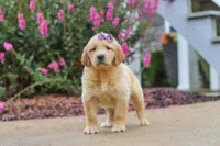 Lily, a female Golden Retriever for sale in Baltic, OH – 7 of 8