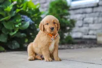 Bear, a male Golden Retriever for sale in Baltic, OH – 5 of 6