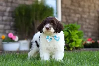 Charlie, a male Portuguese Water Dog for sale in Baltic, OH – 4 of 7