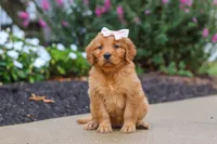 Goldie, a female Golden Retriever for sale in Baltic, OH – 2 of 6