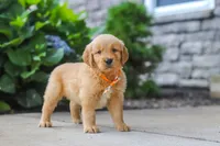 Bear, a male Golden Retriever for sale in Baltic, OH – 2 of 6