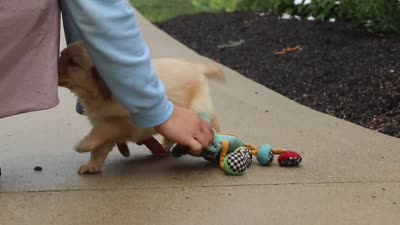 Ember, a female Golden Retriever for sale in Baltic, OH – 7 of 7