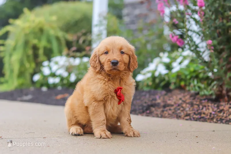 Cash – Golden Retriever puppy for sale in Baltic, OH
