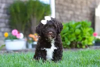 Stella, a female Portuguese Water Dog for sale in Baltic, OH – 6 of 9