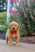 Biscuit, a male Golden Retriever for sale in Baltic, OH – 6 of 7