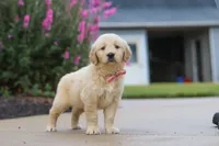 Ellie, a female Golden Retriever for sale in Baltic, OH – 2 of 7