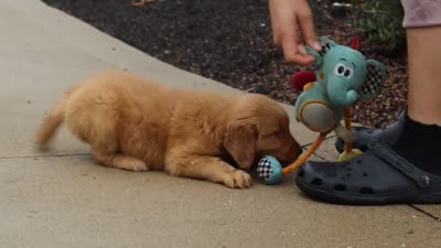 Cash, a male Golden Retriever for sale in Baltic, OH – 6 of 6