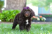 Hailey, a female Portuguese Water Dog for sale in Baltic, OH – 6 of 7