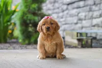 Fern, a female Golden Retriever for sale in Baltic, OH – 1 of 7
