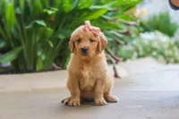 Indie, a female Golden Retriever for sale in Baltic, OH – 3 of 7