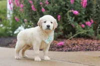 Briggs, a male Golden Retriever for sale in Baltic, OH – 3 of 7