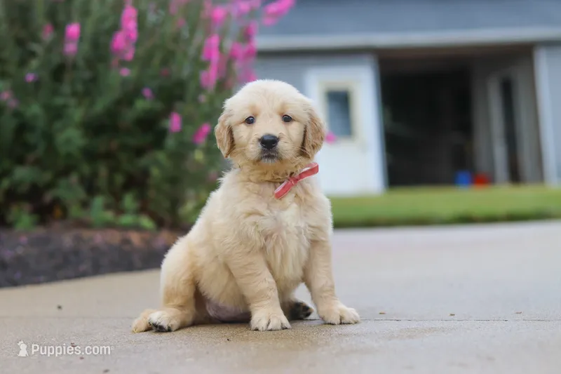 Ellie – Golden Retriever puppy for sale in Baltic, OH