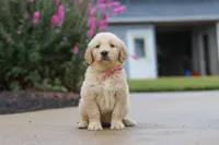 Ellie, a female Golden Retriever for sale in Baltic, OH – 5 of 7