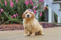 Lily, a female Golden Retriever for sale in Baltic, OH – 5 of 8