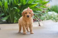 Indie, a female Golden Retriever for sale in Baltic, OH – 4 of 7
