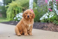 Remi, a female Golden Retriever for sale in Baltic, OH – 1 of 6