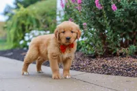 Biscuit, a male Golden Retriever for sale in Baltic, OH – 5 of 7
