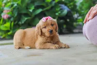 Fern, a female Golden Retriever for sale in Baltic, OH – 6 of 7