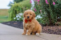 Biscuit, a male Golden Retriever for sale in Baltic, OH – 4 of 7