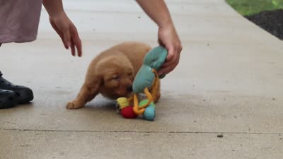 Remi, a female Golden Retriever for sale in Baltic, OH – 6 of 6