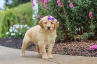 Ember, a female Golden Retriever for sale in Baltic, OH – 1 of 7