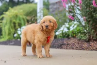 Cash, a male Golden Retriever for sale in Baltic, OH – 4 of 6
