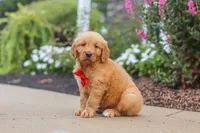 Cash, a male Golden Retriever for sale in Baltic, OH – 5 of 6