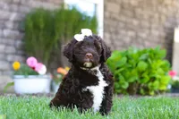 Stella, a female Portuguese Water Dog for sale in Baltic, OH – 8 of 9
