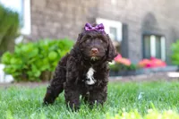 Hailey, a female Portuguese Water Dog for sale in Baltic, OH – 2 of 7