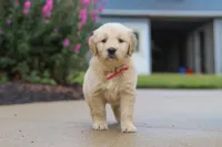 Ellie, a female Golden Retriever for sale in Baltic, OH – 3 of 7