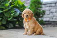 Bear, a male Golden Retriever for sale in Baltic, OH – 3 of 6