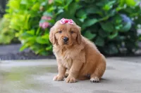 Fern, a female Golden Retriever for sale in Baltic, OH – 2 of 7