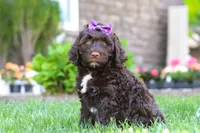 Hailey, a female Portuguese Water Dog for sale in Baltic, OH – 3 of 7