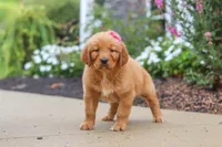 Remi, a female Golden Retriever for sale in Baltic, OH – 4 of 6