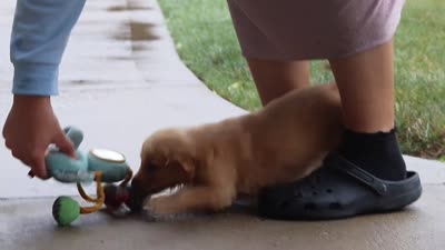 Indie, a female Golden Retriever for sale in Baltic, OH – 7 of 7