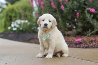 Briggs, a male Golden Retriever for sale in Baltic, OH – 4 of 7