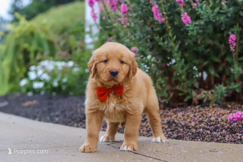 Biscuit – Golden Retriever puppy for sale in Baltic, OH
