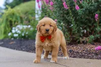 Biscuit, a male Golden Retriever for sale in Baltic, OH – 1 of 7