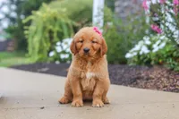 Remi, a female Golden Retriever for sale in Baltic, OH – 3 of 6