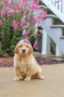Lily, a female Golden Retriever for sale in Baltic, OH – 1 of 8