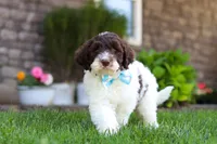 Charlie, a male Portuguese Water Dog for sale in Baltic, OH – 1 of 7