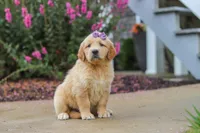 Lily, a female Golden Retriever for sale in Baltic, OH – 4 of 8