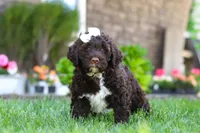 Stella, a female Portuguese Water Dog for sale in Baltic, OH – 7 of 9