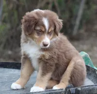 RTM2, a male Australian Shepherd for sale in Cookeville, TN – Photo 2 of 5